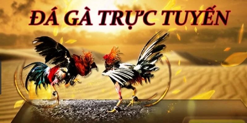 Kinh nghiệm đá gà online Mibet hiệu quả và hữu ích nhất 1 Tim-hieu-da-ga-truc-tuyen-truoc-khi-lay-kinh-nghiem-da-ga-online